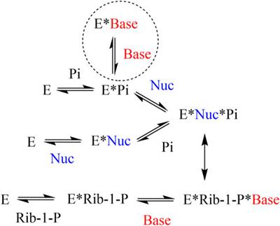 Synthesis of New 5′-Norcarbocyclic Aza/Deaza Purine Fleximers - Noncompetitive Inhibitors of E.coli Purine Nucleoside Phosphorylase